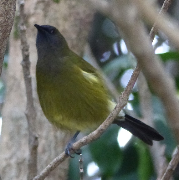 Bellbird, Tiritiri Matangi